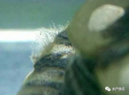 給我一些魚真菌感染的圖片，觀賞魚水霉病的癥狀和治療方法