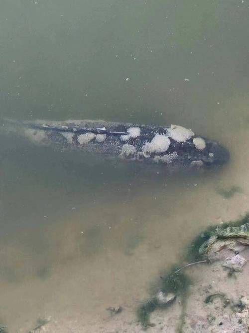 給我一些魚真菌感染的圖片，觀賞魚水霉病的癥狀和治療方法