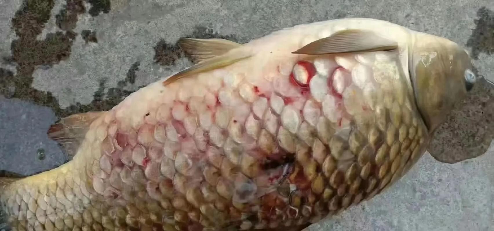 給我一些魚真菌感染的圖片，觀賞魚水霉病的癥狀和治療方法