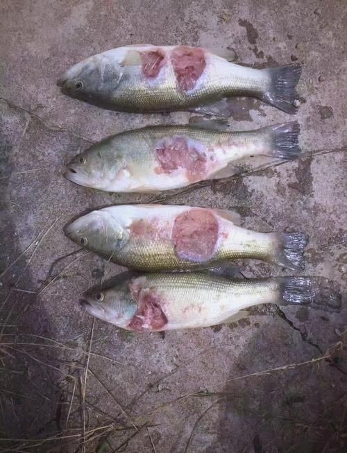給我一些魚真菌感染的圖片，觀賞魚水霉病的癥狀和治療方法