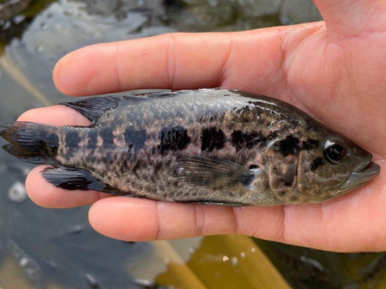 給我一些魚真菌感染的圖片，觀賞魚水霉病的癥狀和治療方法