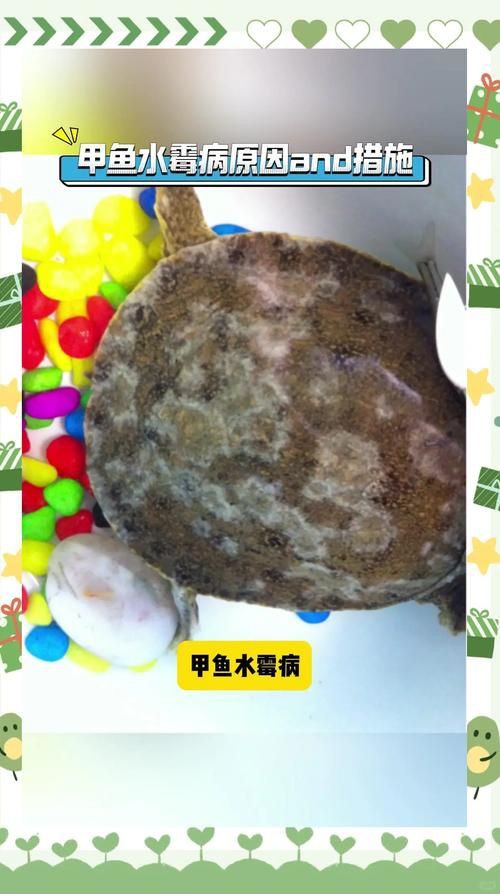 給我一些魚真菌感染的圖片，觀賞魚水霉病的癥狀和治療方法