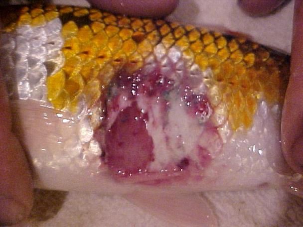 給我一些魚真菌感染的圖片，觀賞魚水霉病的癥狀和治療方法