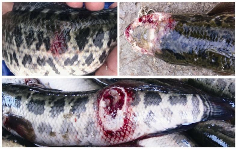 給我一些魚真菌感染的圖片，觀賞魚水霉病的癥狀和治療方法