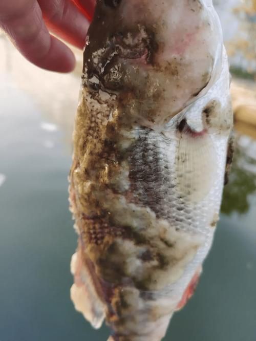 給我一些魚真菌感染的圖片，觀賞魚水霉病的癥狀和治療方法