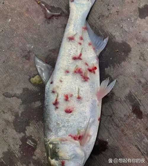 給我一些魚真菌感染的圖片，觀賞魚水霉病的癥狀和治療方法