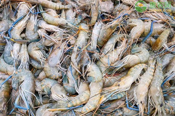 十大淡水蝦排名，中國十大淡水蝦美食圖鑒：盱眙龍蝦湖北\