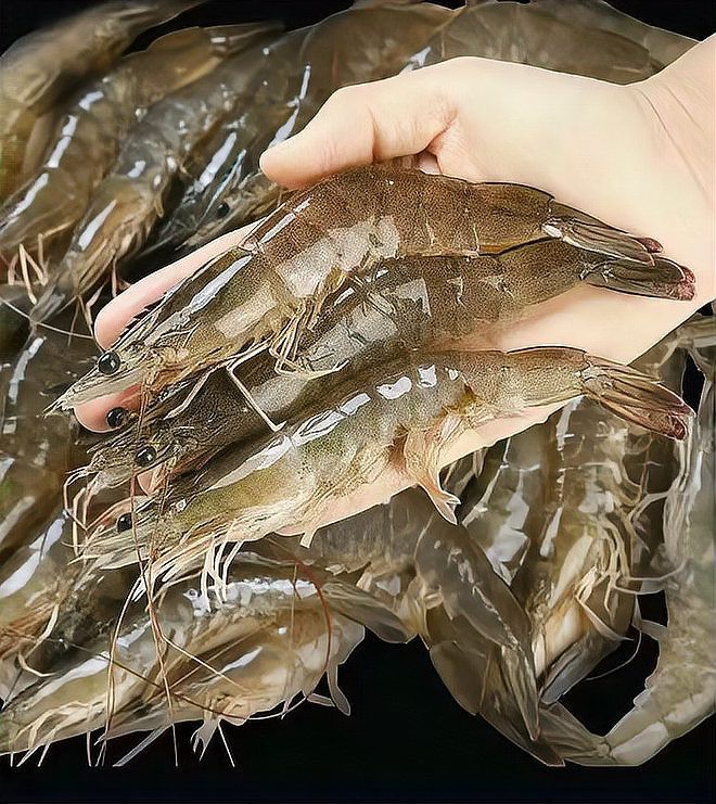 十大淡水蝦排名，中國十大淡水蝦美食圖鑒：盱眙龍蝦湖北\