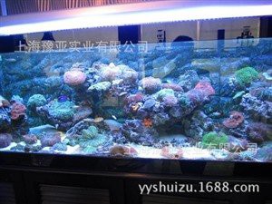 清浦水族店，森森水族魚缸觀賞魚專賣店哪家最好