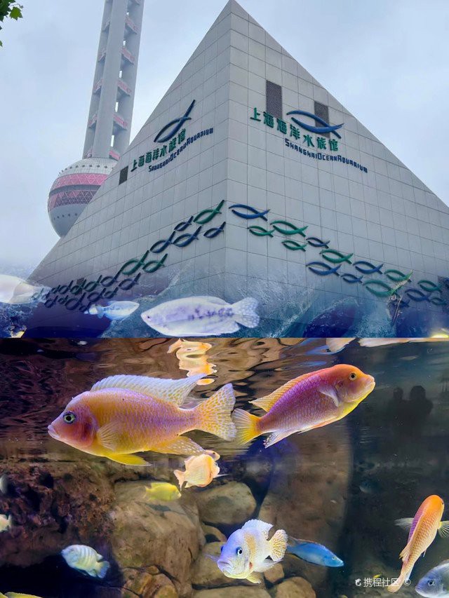 清浦水族店，森森水族魚缸觀賞魚專賣店哪家最好
