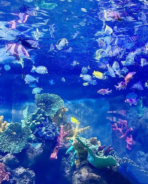 石林水族店，云南石林水族店創業需要哪些條件石林水族店創業需要哪些條件 石林水族店，云南石林水族店創業需要哪些條件石林水族店創業需要哪些條件 全國水族館企業名錄 第3張
