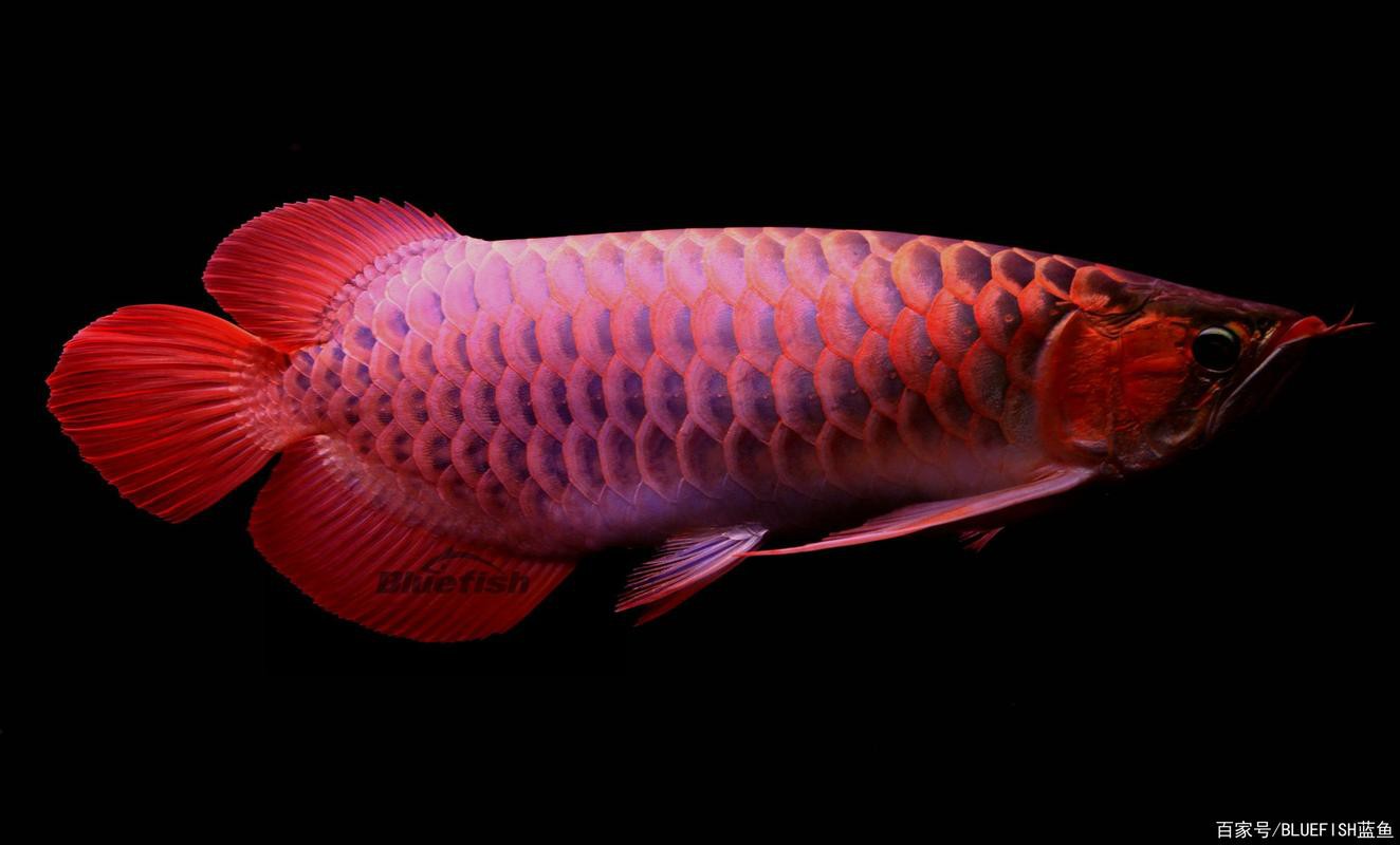 推薦一些高清的龍魚缸背景圖，高清龍魚缸背景圖