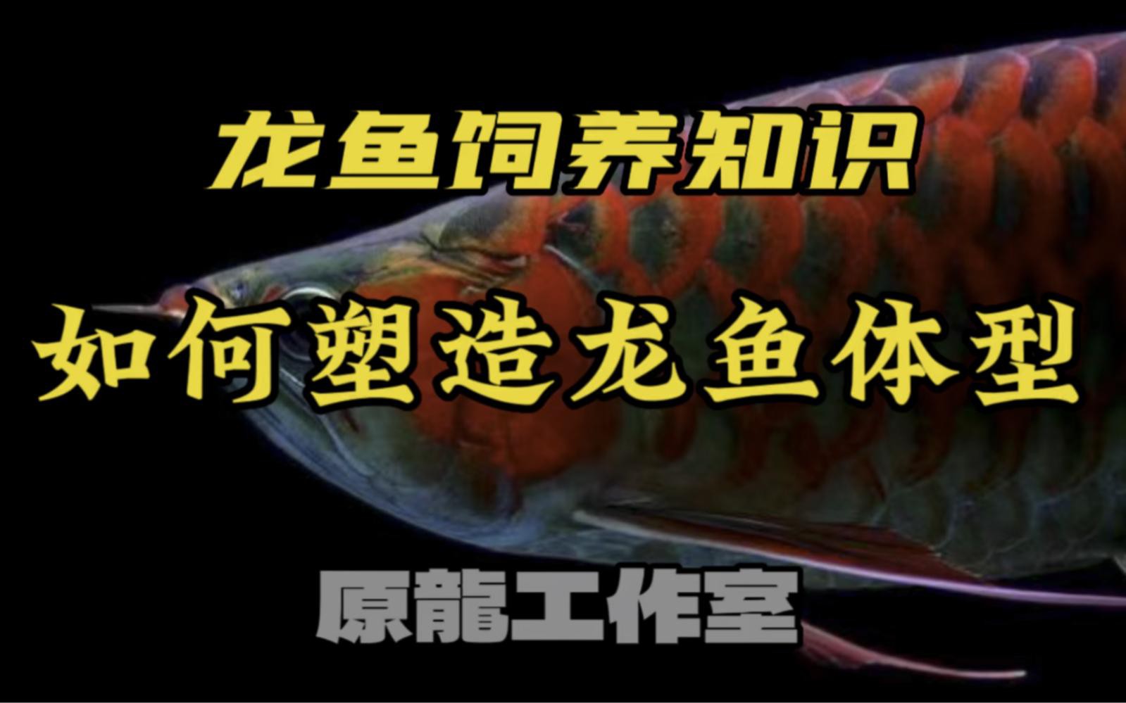 如何科學地飼養龍魚？，養龍魚一年多這些經驗分享給你星火柯技能燎原