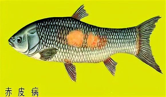 紅尾皇冠魚常見病圖解，《紅尾皇冠魚常見病圖解》