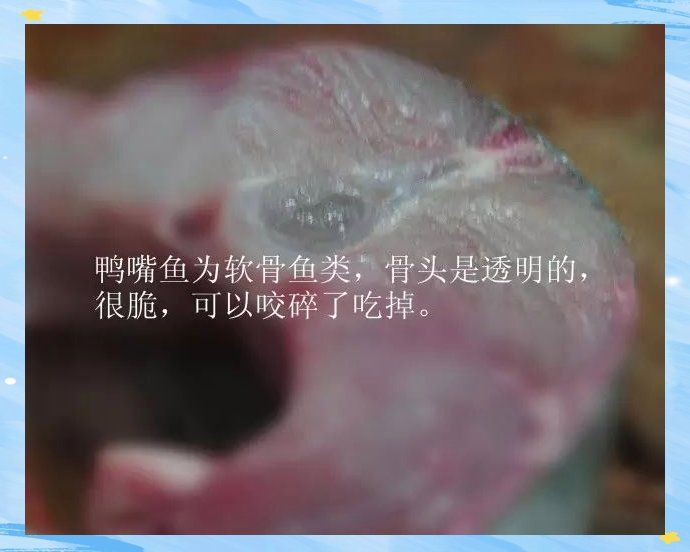 紅燒鴨嘴魚的做法，《紅燒鴨嘴魚的做法》