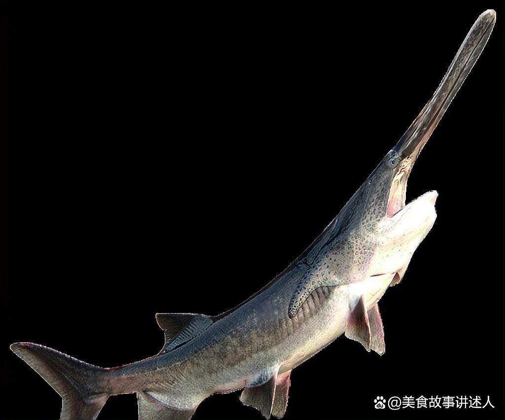 紅燒鴨嘴魚的做法，《紅燒鴨嘴魚的做法》