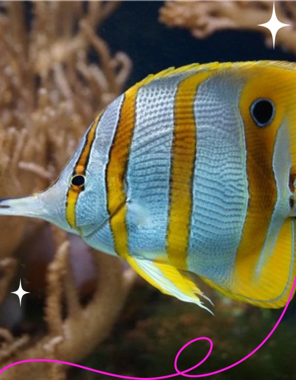 十大最漂亮蝴蝶魚，海洋中的彩翼精靈——十大最美蝴蝶魚鑒賞