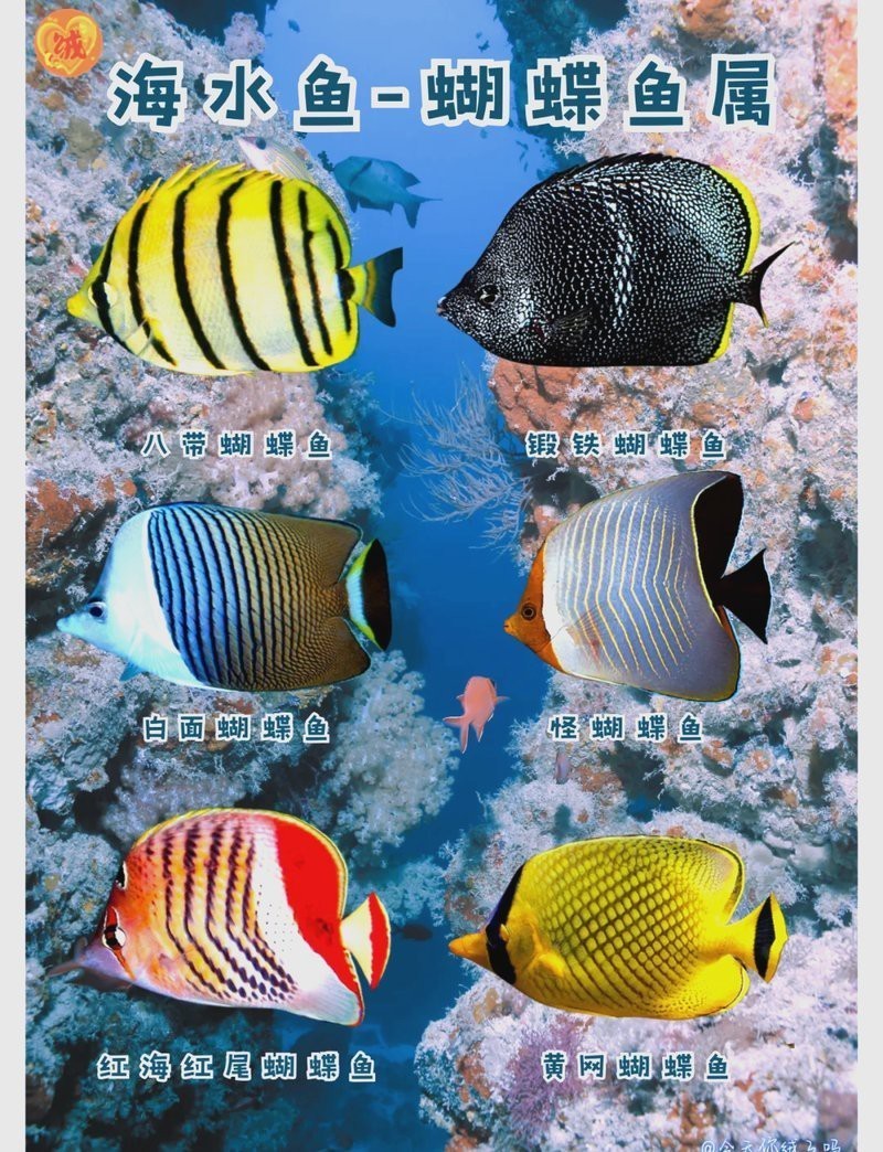十大最漂亮蝴蝶魚，海洋中的彩翼精靈——十大最美蝴蝶魚鑒賞
