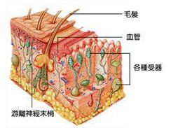 老虎貼一旦用了就不能停嗎，《老虎貼一旦用了就不能停嗎》 老虎貼一旦用了就不能停嗎，《老虎貼一旦用了就不能停嗎》 龍魚(yú)百科 第4張