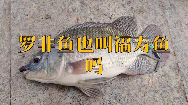 羅非魚和福壽魚哪個好，福壽魚和羅非魚的區(qū)別