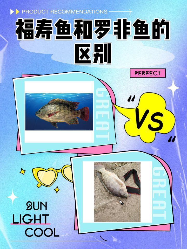 羅非魚和福壽魚哪個好，福壽魚和羅非魚的區(qū)別