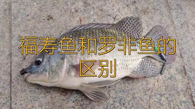 羅非魚和福壽魚哪個好，福壽魚和羅非魚的區(qū)別