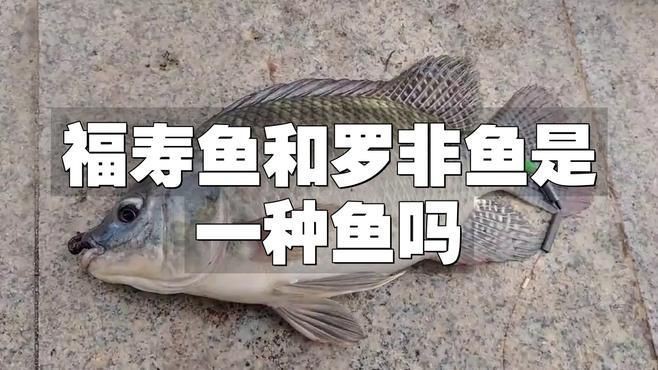 羅非魚和福壽魚哪個好，福壽魚和羅非魚的區(qū)別