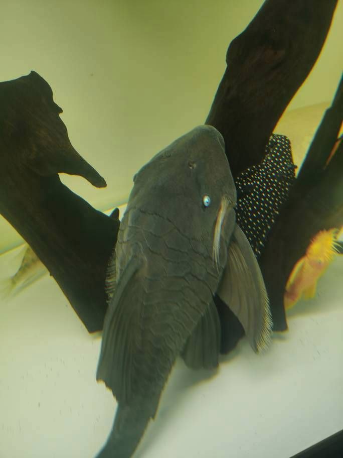 綠皮皇冠豹公母辨別圖，“綠皮皇冠豹公母辨別圖”