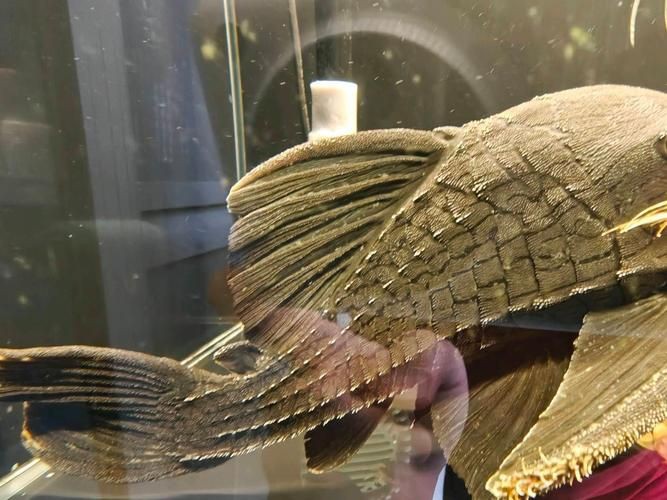 綠皮皇冠豹公母辨別圖，“綠皮皇冠豹公母辨別圖”