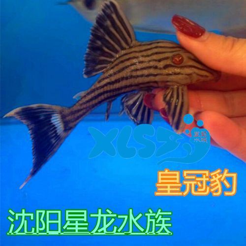 綠皮皇冠豹公母辨別圖，“綠皮皇冠豹公母辨別圖”