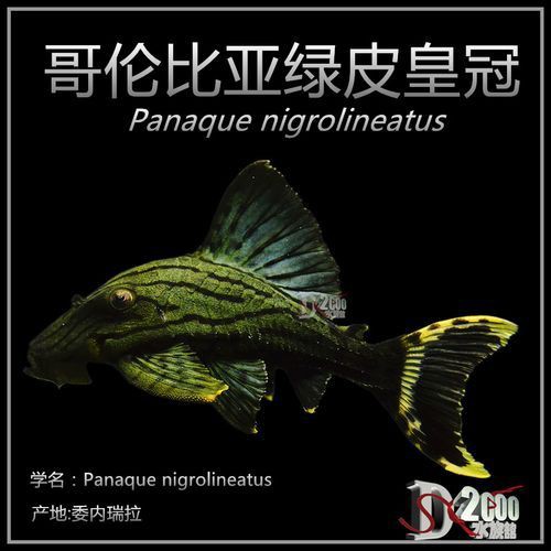 綠皮皇冠豹公母辨別圖，“綠皮皇冠豹公母辨別圖”