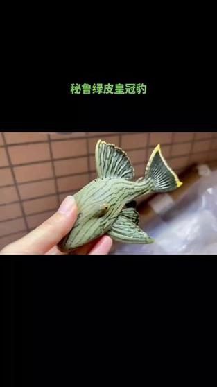 綠皮皇冠豹公母辨別圖，“綠皮皇冠豹公母辨別圖”