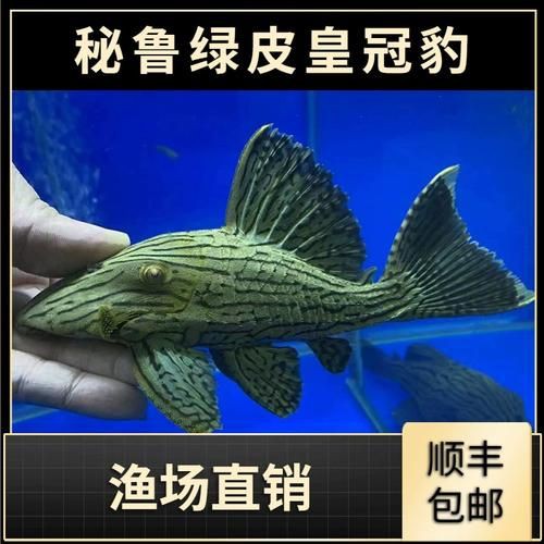 綠皮皇冠豹公母辨別圖，“綠皮皇冠豹公母辨別圖”