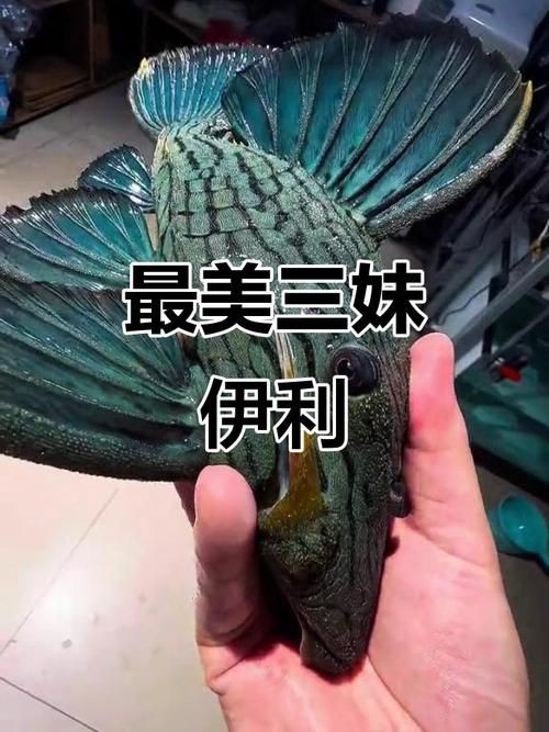 綠皮皇冠豹公母辨別圖，“綠皮皇冠豹公母辨別圖”