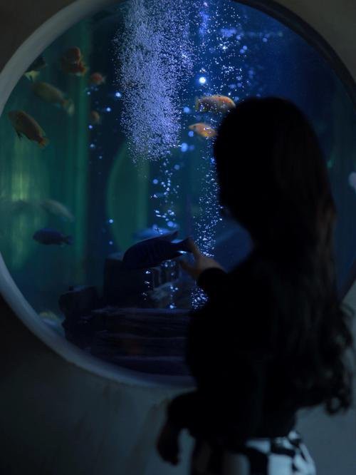 石龍水族店，東莞石龍水族店哪家好