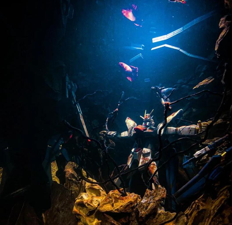 石龍水族店，東莞石龍水族店哪家好