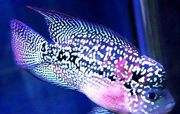 羅漢魚價格表品種，珍珠羅漢魚價格概覽及各品種價格對比犯懶大王康康