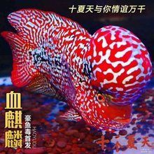 羅漢魚報(bào)價(jià)表，羅漢魚主要品種及價(jià)格概覽
