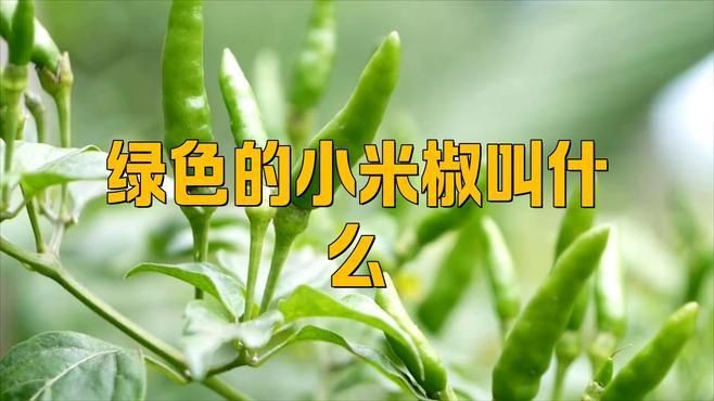 綠色的小辣椒叫什么椒，綠色的小辣椒叫什么 綠色的小辣椒叫什么椒，綠色的小辣椒叫什么 龍魚百科 第3張