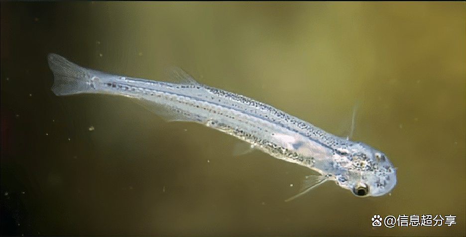 十大最危險(xiǎn)的魚類，世界上最危險(xiǎn)的十種魚類 十大最危險(xiǎn)的魚類，世界上最危險(xiǎn)的十種魚類 龍魚論壇 第4張