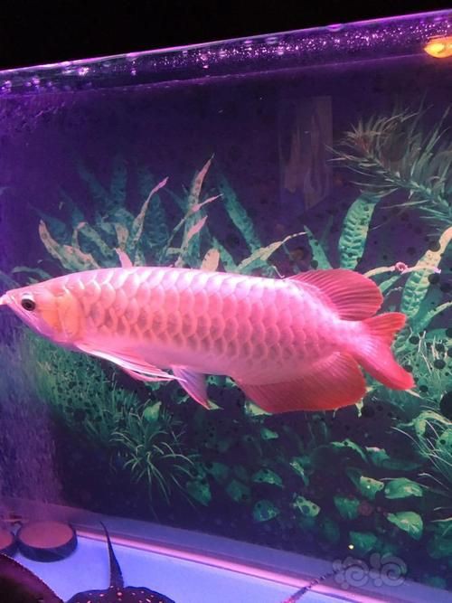 紅龍魚(yú)手機(jī)壁紙大全圖片，紅龍魚(yú)手機(jī)壁紙大全