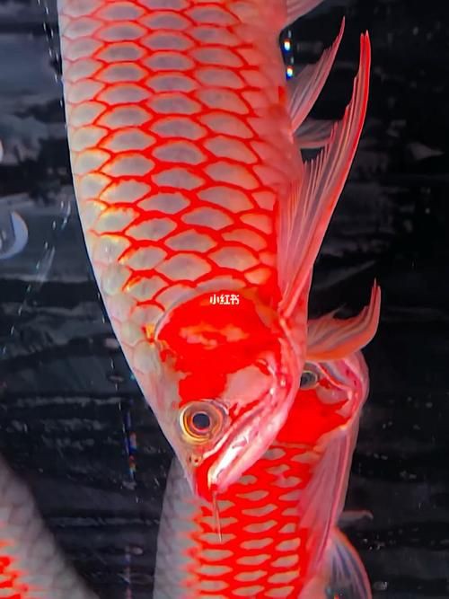 紅龍魚(yú)手機(jī)壁紙大全圖片，紅龍魚(yú)手機(jī)壁紙大全