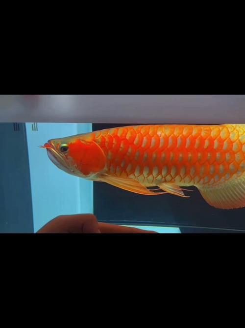 紅龍魚(yú)手機(jī)壁紙大全圖片，紅龍魚(yú)手機(jī)壁紙大全