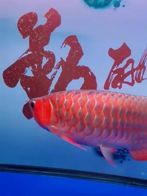 紅龍魚(yú)手機(jī)壁紙大全圖片，紅龍魚(yú)手機(jī)壁紙大全