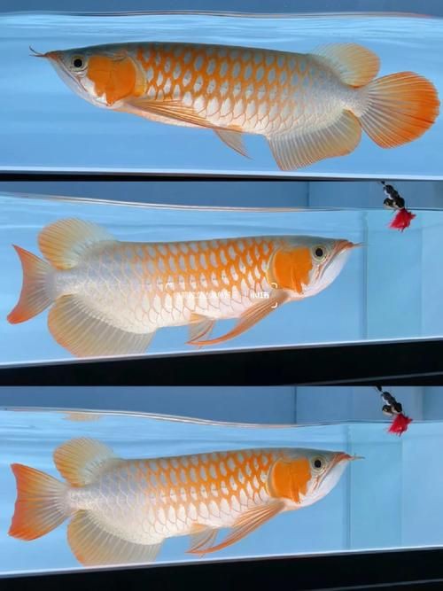 紅龍魚(yú)手機(jī)壁紙大全圖片，紅龍魚(yú)手機(jī)壁紙大全