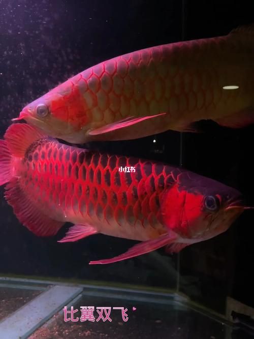 紅龍魚(yú)手機(jī)壁紙大全圖片，紅龍魚(yú)手機(jī)壁紙大全