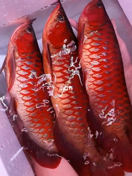 紅龍魚(yú)手機(jī)壁紙大全圖片，紅龍魚(yú)手機(jī)壁紙大全