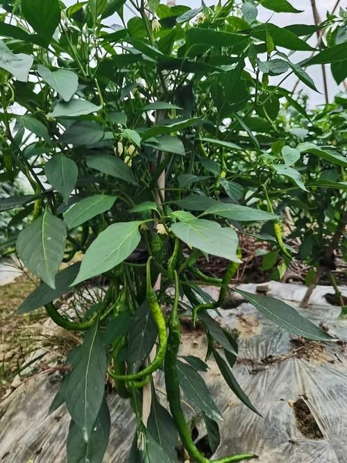 綠辣椒圖片，綠色辣椒圖片大全
