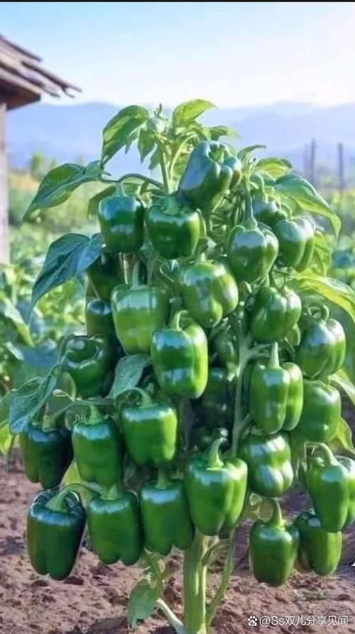 綠辣椒圖片，綠色辣椒圖片大全