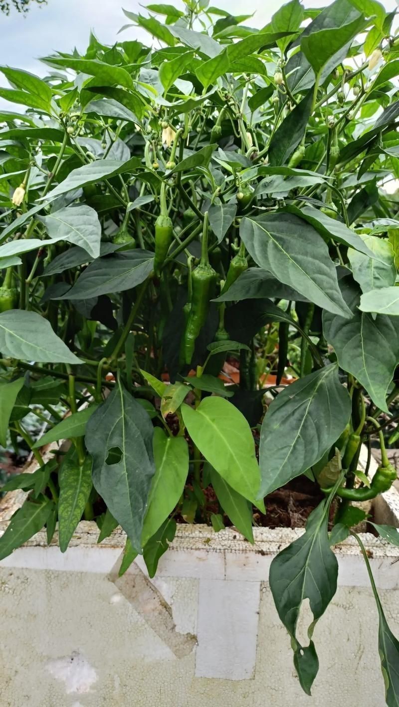 綠辣椒圖片，綠色辣椒圖片大全